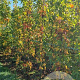 Liquidambar s. 'SlenderSilhouette' 200-250 cm met kluit 6-8 spil
