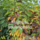 Magnolia soulangeana 125-150 cm met kluit