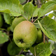 Malus Gemengd 35-40 HO draadkluit
