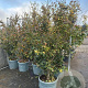 Parrotia persica 200-250 cm container meerstammig