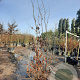 Parrotia persica 200-250 cm container meerstammig