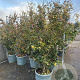 Parrotia persica 200-250 cm container meerstammig