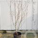 Cornus k. 'Milky Way' 175-200 cm container meerstammig