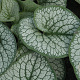 Brunnera macr. 'Sea Heart' GM P9