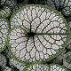 Brunnera macr. 'Sea Heart' GM P9