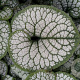 Brunnera macr. 'Sea Heart' GM P9