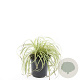 Carex oshim. 'Evergold' GM C1.3