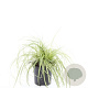 Carex oshim. 'Evergold' GM C1.3