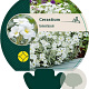Cerastium tomentosum GM P9