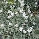 Cerastium tomentosum GM P9