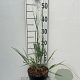 Panicum virgatum 'Heavy Metal' GM 2,0L