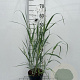 Panicum virgatum 'Heavy Metal' GM 2,0L