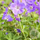 Geranium wallichianum 'Bloom Me Away' GMC1