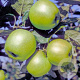 Malus domestica 'Lombarts Calville' 25-30 HO draadkluit