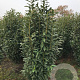 Prunus laurocerasus 'Genolia' 200-225 cm met kluit
