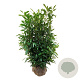 Prunus l. 'Herbergii' 125-150 cm met kluit
