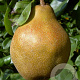 Pyrus communis 'Juttepeer' 25-30 HO draadkluit