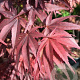 Acer pal. 'Pixie' 200-250 cm container meerstammig