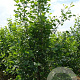Alnus glutinosa 250-300 cm draadkluit meerstammig