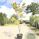 Cercis canadensis 200-250 cm container meerstammig