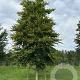 Fagus sylvatica 50-60 HO draadkluit