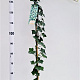 Hedera hibernica 150-175 cm 2,5L
