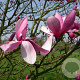 Magnolia 'Galaxy' 10-12 HO draadkluit