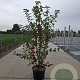 Malus 'Evereste' 150-175 cm container meerstammig
