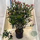 Photinia fraseri Carré Rouge 125-150 cm 20L