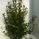 Photinia fraseri Carré Rouge 125-150 cm 20L
