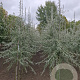 Pyrus salicifolia 'Pendula' 10-12 cm draadkluit geveerd