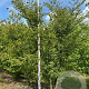 Zelkova serrata 350-400 cm draadkluit meerstammig