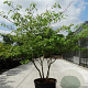 Cornus controversa 200-250 cm container meerstammig