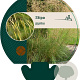 Stipa gigantea GM P9