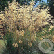 Stipa gigantea GM P9