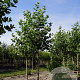 Platanus hispanica 'Pyramidalis' 20-25 HO draadkluit