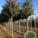Prunus a. 'Plena' 18-20 HO draadkluit