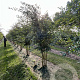 Prunus 'The Bride' 250-300 cm draadkluit meerstammig