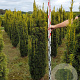 Taxus b. 'Fastigiata Aurea' 140-160 cm met kluit