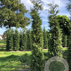 Thuja occ. 'Brabant' 250-300 cm met kluit