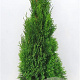 Thuja occ. 'Smaragd' 100-120 cm met kluit