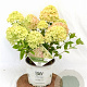 Hydrangea pan. Little Lime 30-40 cm 3,0L