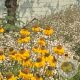 Helenium 'The Bishop' GM P9