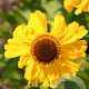 Helenium 'The Bishop' GM P9