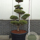 Pinus sylvestris 125-150 cm cont. 180L bonsai
