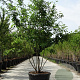 Amelanchier lamarckii 200-250 cm container meerstammig extra