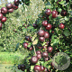 Malus d. 'Api Noir' 8-10 HO wortelgoed