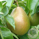 Pyrus c. 'Avezaath Kapel' 6-8 HO wortelgoed