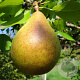 Pyrus c. 'Beurré Clairgeau' 8-10 HO wortelgoed