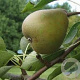 Pyrus c. 'Emile d'Heyst' 6-8 HO wortelgoed